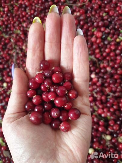 Клюква свежая