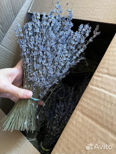 Лаванда букет 10 шт