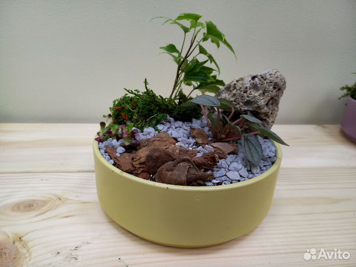 Флорариум суккуленты