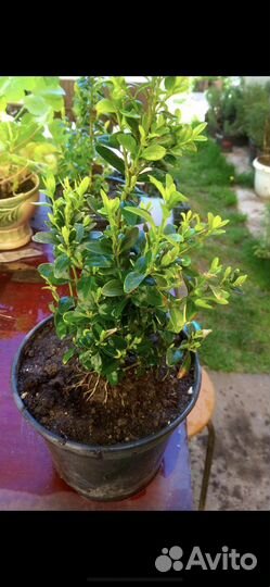 Самшит вечнозеленый