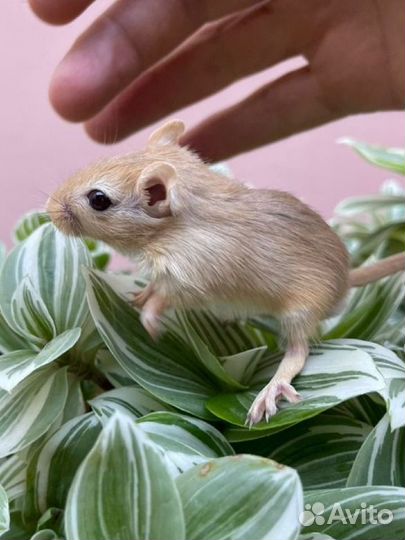 Монгольская (когтистая) песчанка