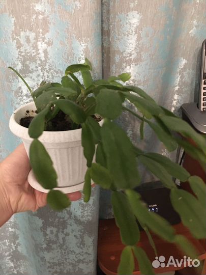 Декабрист шлюмбергера