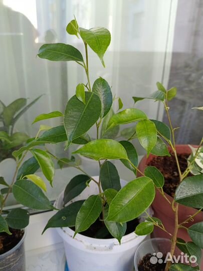 Комнатные цветы