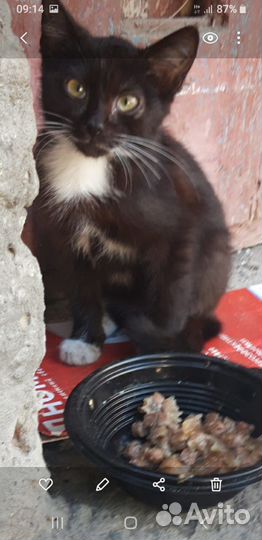 Кот