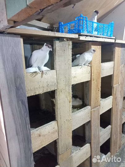 Продажа голубей,Оренбургские,Уральские Монахи