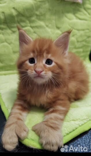 Котята мейнкун полидакты и классики - вязка