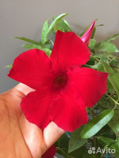 Красивоцветущие лианы и плющ для вашего дома