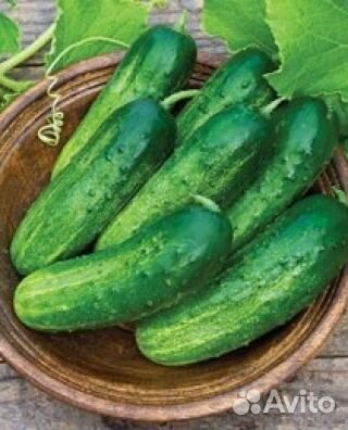 Семена огурцов, кабачков на развес
