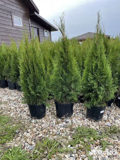Туя смарагд 100 см свежая копка 2023