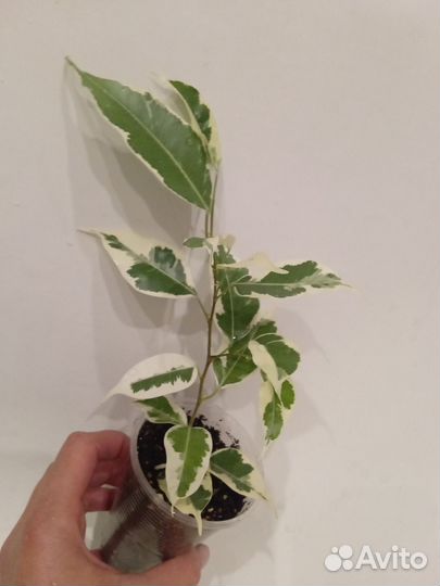 Редкие сортовые фикусы