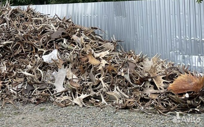 Рога оленя лося марала