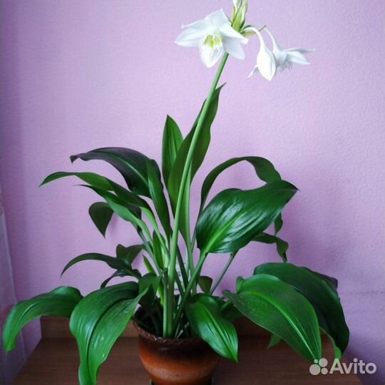 Комнатные растения