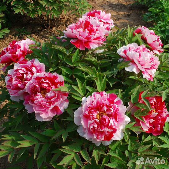 Пионы сортовые гибрид