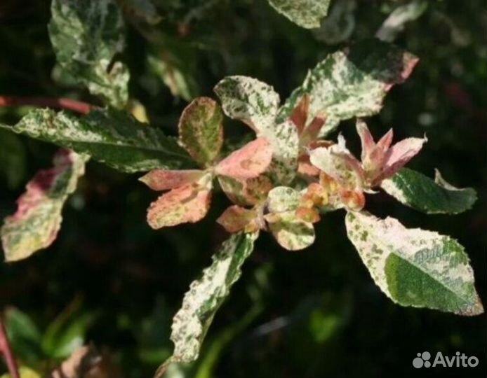 Ива Триколор