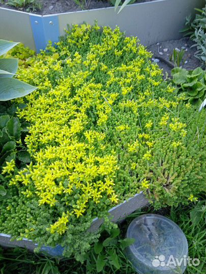 Почвопокровники