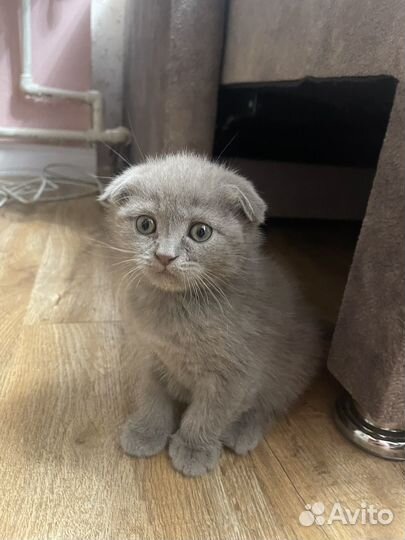 Британские котята