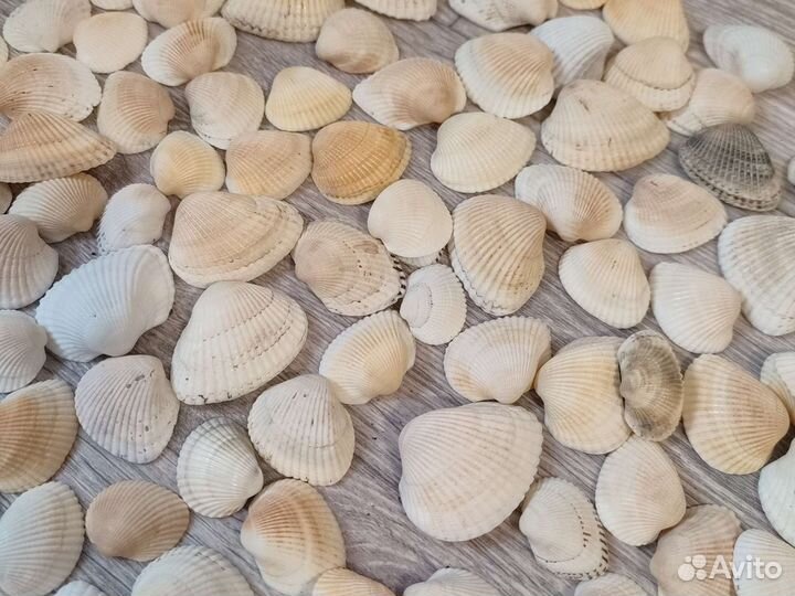Морские ракушки раковины