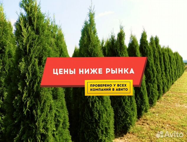 Туи Брабант 1-1.3 м