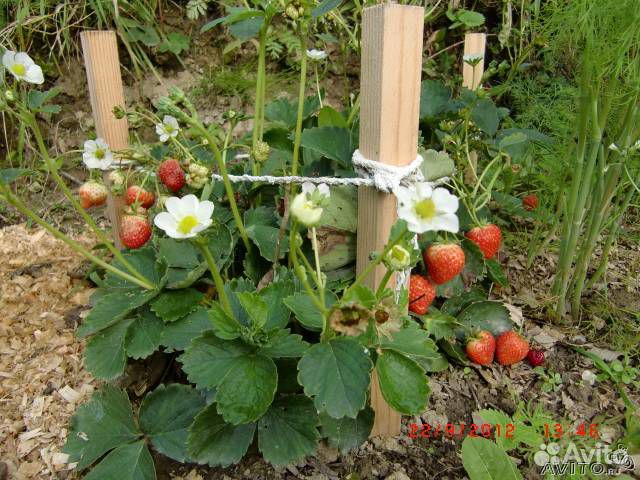 Ремонтантная земляника, клубника