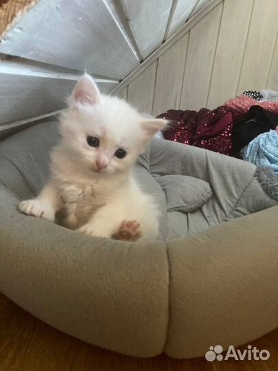 В добрые руки