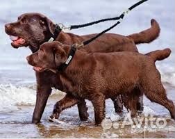 Сворка для выгула двух собак