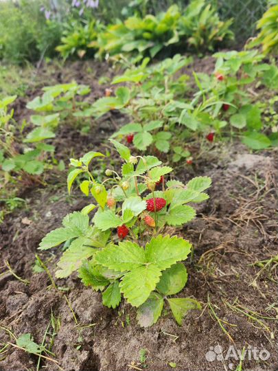 Земляника