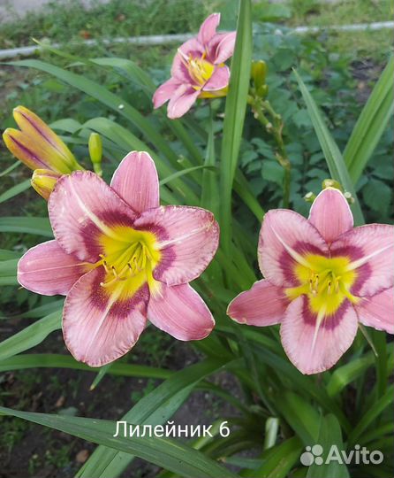 Лилейники сортовые