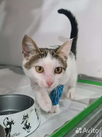 Котёнок девочка. Возраст 3,5 месяца