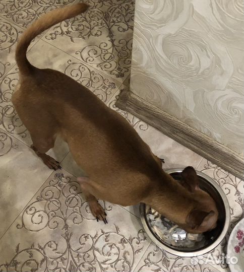 Маленькая собака