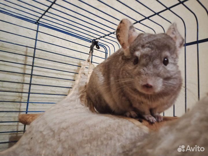 Передержка грызунов