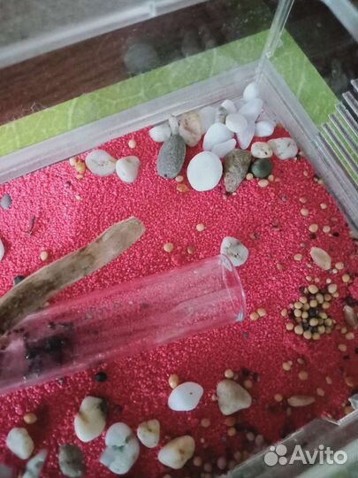 Муравьиная ферма с муравьями