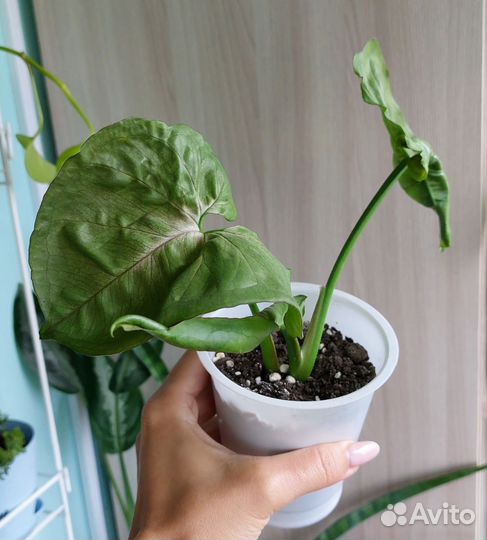 Сингониумы