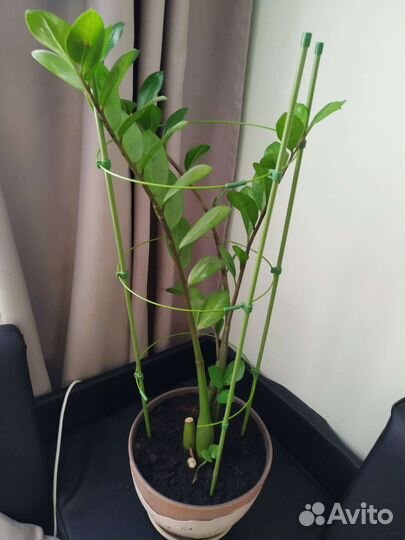 Комнатные цветы на выбор