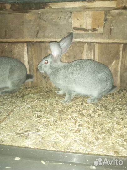 Кролики мясных пород