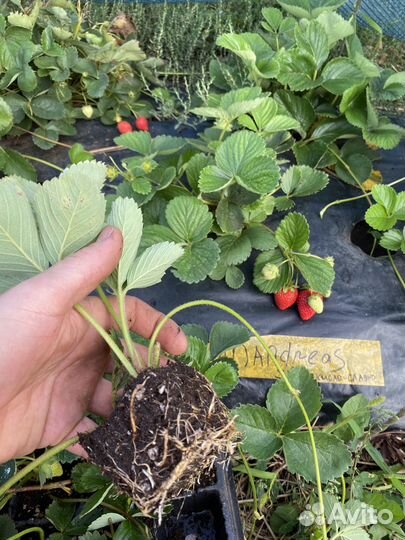 Саженцы земляники садовой (клубника)
