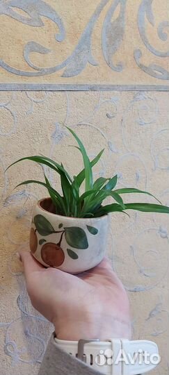 Хлорофитум