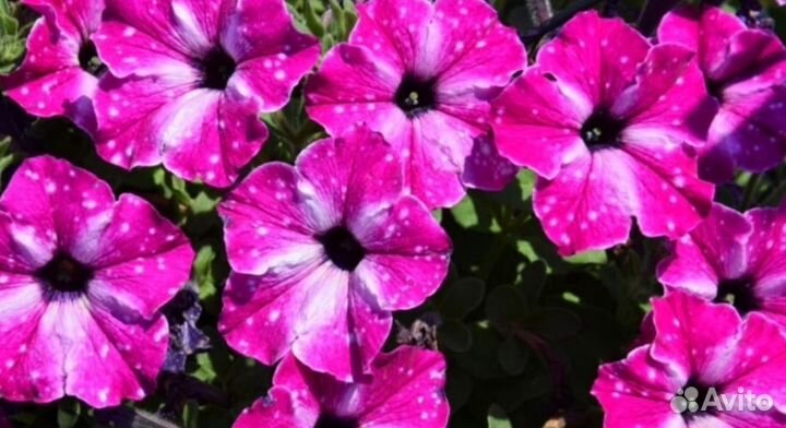 Вегетативная петуния