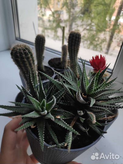 Кактусы и суккуленты