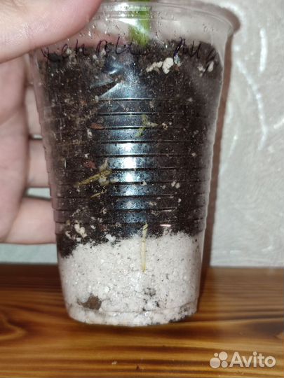 Спатифиллум Gemini(Джемини)