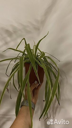 Хлорофитум