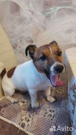 Вязка джек рассел терьер