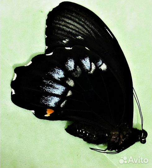 Бабочки в рамке Парусник Гамбризиус