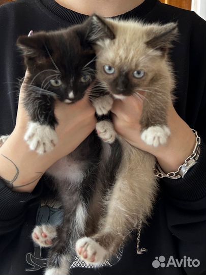 Котята в добрые руки