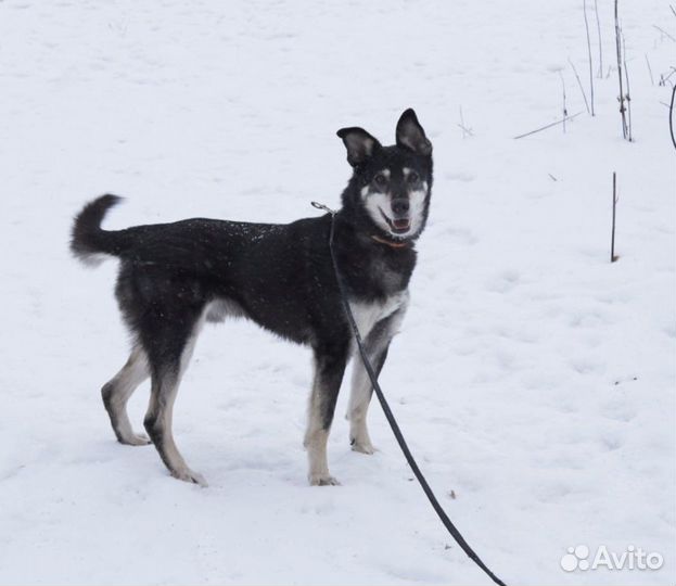 7-летний социальный Джоник надеется найти семью