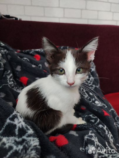 Котик ищет дом