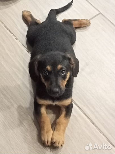 Собака в добрые руки