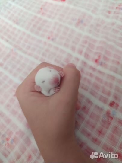 Крысенок дамбо