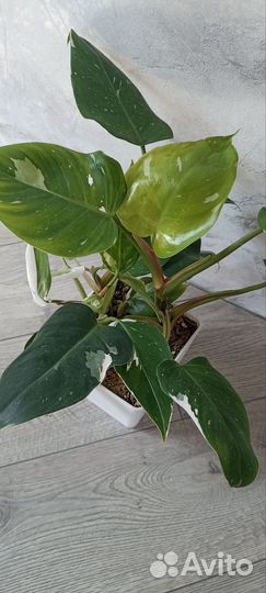 Филодендрон white wizard