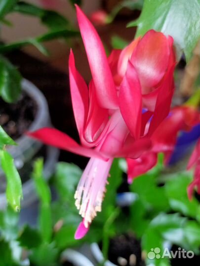 Декабрист цветок