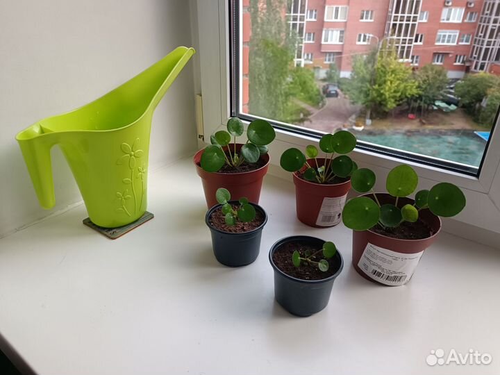 Пелея пеперомиевиедная ростки